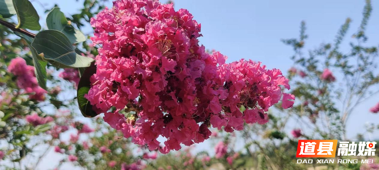 8月24日，道县猫儿山育苗基地里，千株红色的紫薇花烂漫绽放，花团锦簇惹人醉，成为秋日里一道美丽的风景。（田治排/摄）