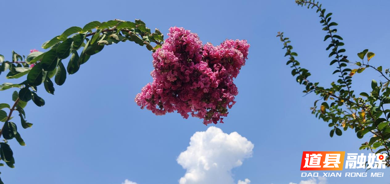 8月24日，道县猫儿山育苗基地里，千株红色的紫薇花烂漫绽放，花团锦簇惹人醉，成为秋日里一道美丽的风景。（田治排/摄）