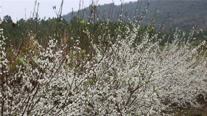 0225道县：李花迎春盛开 好似漫山“春雪”04.jpg