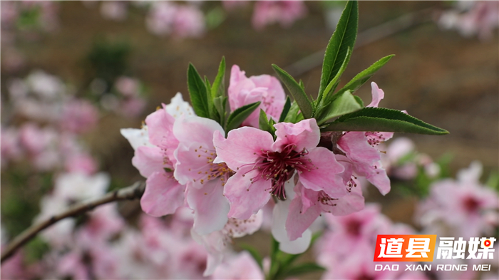 0314道县白马渡镇 桃花盛开迎春来 (2)_副本.jpg