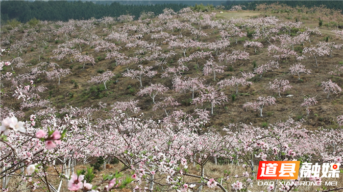 0314道县白马渡镇 桃花盛开迎春来 (3)_副本.jpg