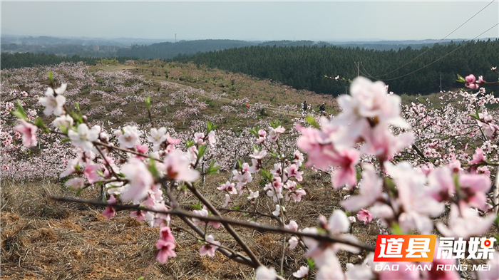 0314道县白马渡镇 桃花盛开迎春来 (6)_副本.jpg