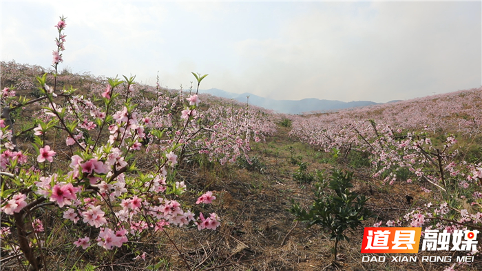 0314道县白马渡镇 桃花盛开迎春来 (5)_副本.jpg