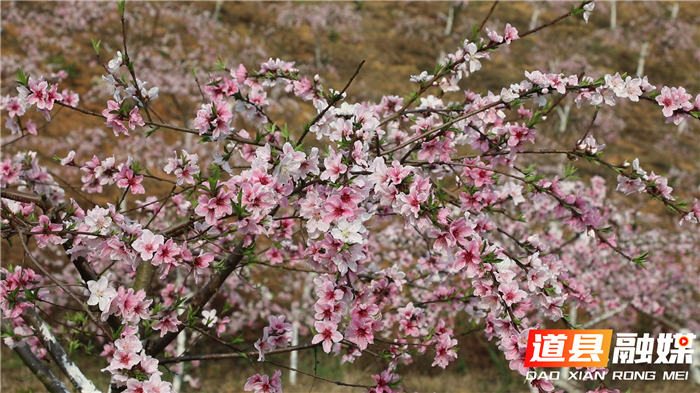 0314道县白马渡镇 桃花盛开迎春来 (1)_副本.jpg