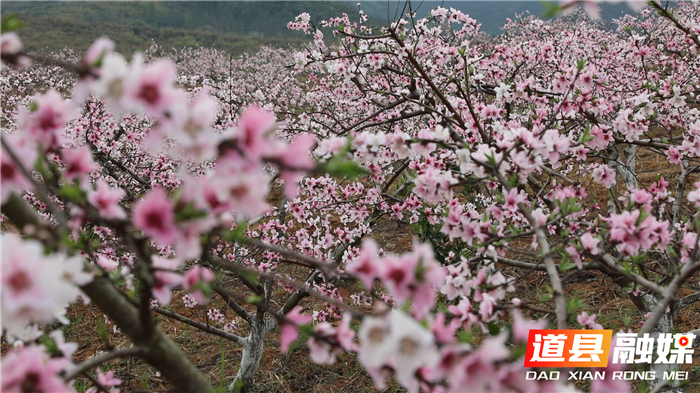 0314道县白马渡镇 桃花盛开迎春来 (4)_副本.jpg