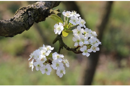 道縣：梨花綻放 春色滿園