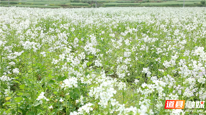 0323道县：萝卜花开惹人醉02.jpg