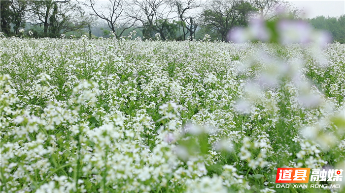 0323道县：萝卜花开惹人醉03.jpg