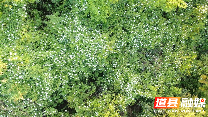 0412道县:人间最美四月天 金樱子花开白如雪01.png 0412道县:人间最美四月天 金樱子花开白如雪01.png