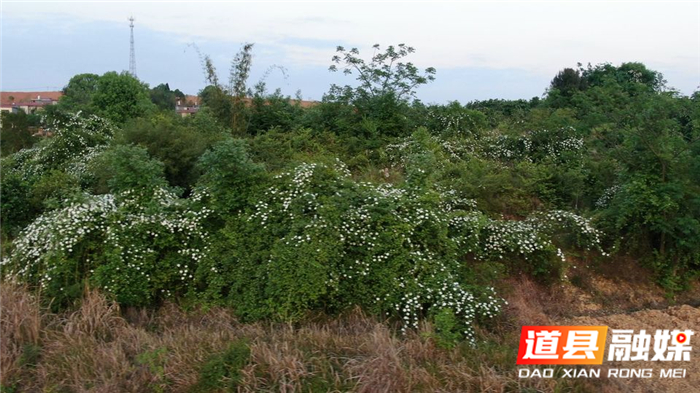 0412道县:人间最美四月天 金樱子花开白如雪04.png 0412道县:人间最美四月天 金樱子花开白如雪04.png