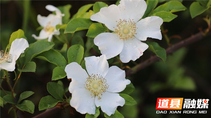 0412道县:人间最美四月天 金樱子花开白如雪05.png 0412道县:人间最美四月天 金樱子花开白如雪05.png