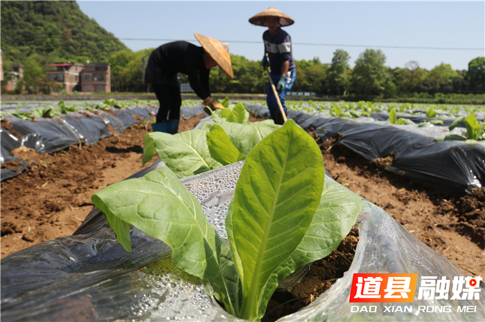 清明期间，道县各乡镇农民抢抓时节在田地间进行春耕、春播、春管生产，到处一派繁忙景象。