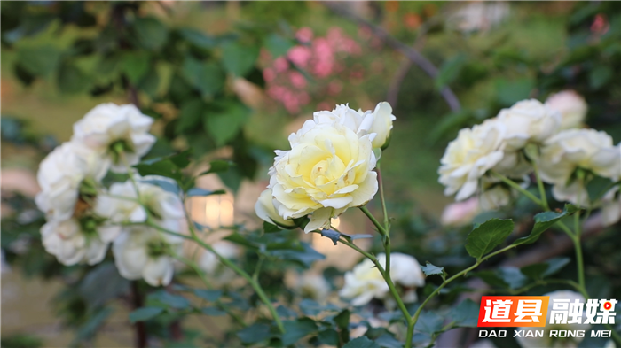 0516道县：乐享近郊游 玫瑰花开迎客来01.png