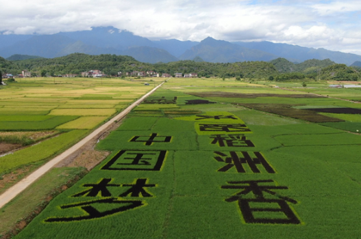道县：“彩色水稻”扮靓美丽乡村