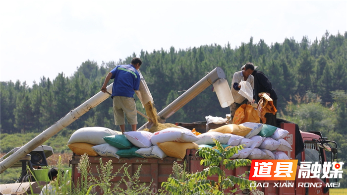 0818道县：收割再生稻  夯实米粮仓03.jpg