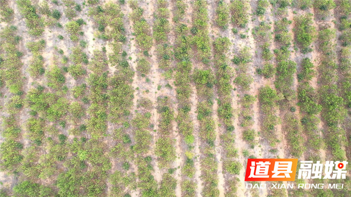 0905道县豹岩村：打井取水 1000多亩果园旱情得以缓解01.jpg