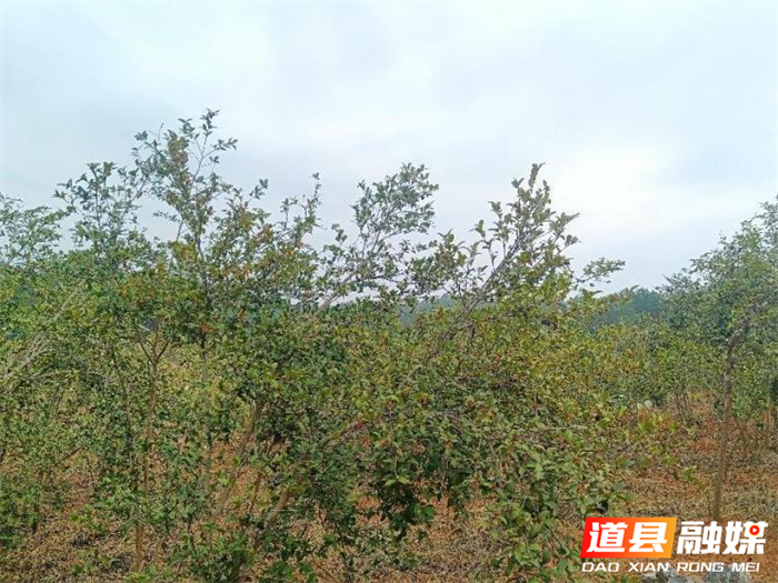 道县落实多项涉林政策 推进乡村振兴战略2_副本.png