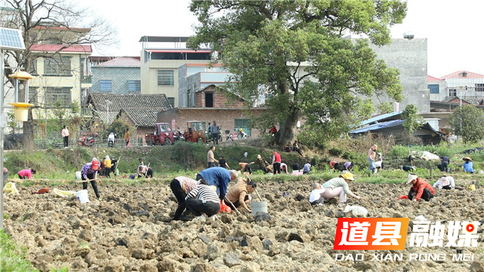 道县:踏春新玩法马蹄田里采挖乐翻天04_副本.jpg 道县:踏春新玩法马蹄田里采挖乐翻天04_副本.jpg