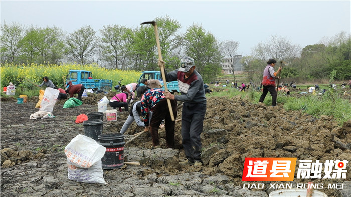 道县:踏春新玩法马蹄田里采挖乐翻天01_副本.jpg 道县:踏春新玩法马蹄田里采挖乐翻天01_副本.jpg