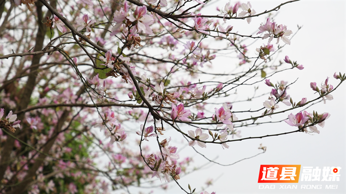 组图新闻｜道县：洋紫荆进入盛花期 一路芬芳04_副本.bmp