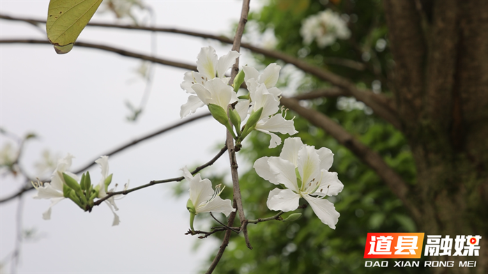 组图新闻｜道县：洋紫荆进入盛花期 一路芬芳06_副本.bmp