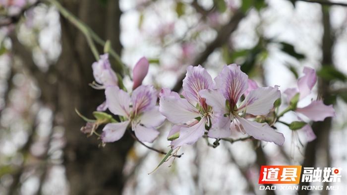 组图新闻｜道县：洋紫荆进入盛花期 一路芬芳05_副本.bmp