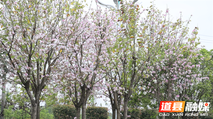组图新闻｜道县：洋紫荆进入盛花期 一路芬芳03_副本.bmp