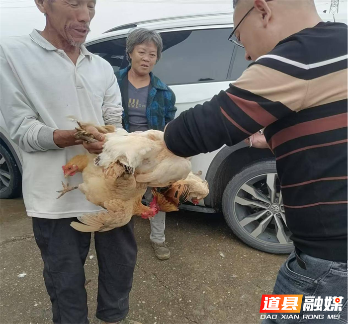 道县白马渡镇：全力做好秋季动物防疫 为养殖业保驾护航1_副本1.png