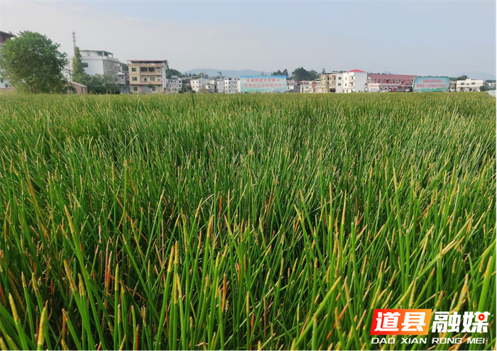 道县梅花镇：种好荸荠产业 挣钱路上马蹄疾1_副本.png