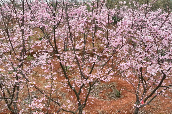 道县：又到樱花季  十里樱花漫山开