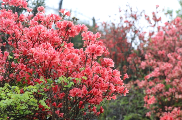 视频｜道县：杜鹃花开满山红 赏花“打卡”正当时