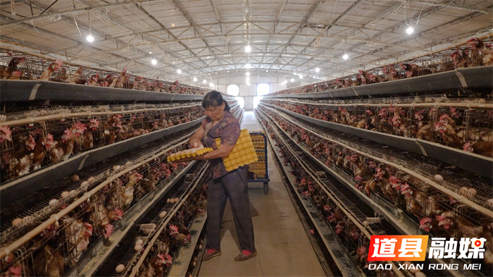 道县：特色蛋鸡养殖 助农拓宽增收路_副本.jpg