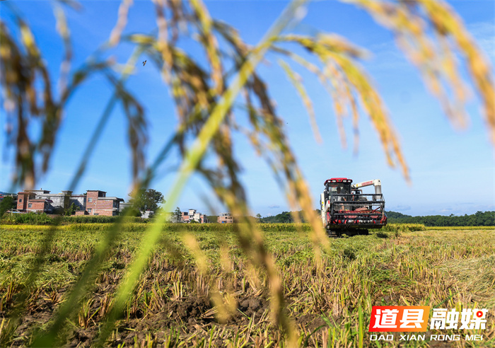 湖南道县：“双抢”农事忙（组图）4_副本.jpg