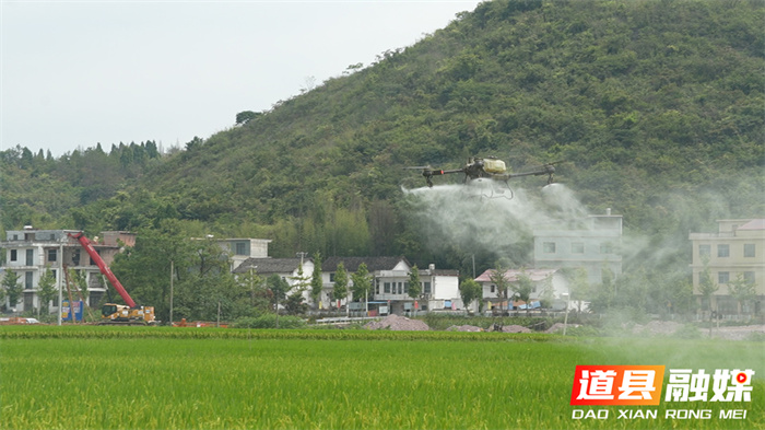 道县：“一喷多促” 为秋粮丰产丰收保驾护航2_副本.jpg