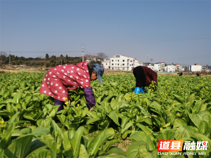 道县梅花镇：小青菜种成乡村振兴大产业2_副本.png