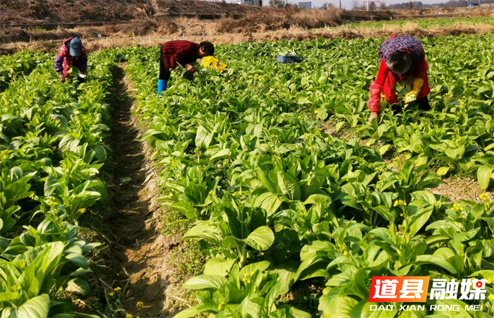 道县梅花镇：小青菜种成乡村振兴大产业1_副本.png