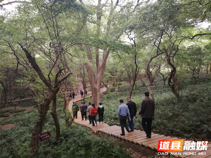 道县做好绿色文章促进生态向好3_副本.png