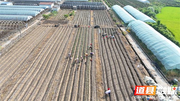 道县:秋播草莓正当时 特色农业促增收1_副本.jpg 道县:秋播草莓正当时 特色农业促增收1_副本.jpg