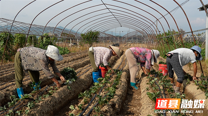 道县:秋播草莓正当时 特色农业促增收2_副本.jpg 道县:秋播草莓正当时 特色农业促增收2_副本.jpg