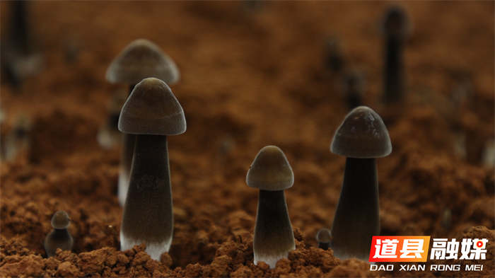 道县：鸡枞菌告别“季节限定” 织就乡村振兴“富民网”5_副本.png