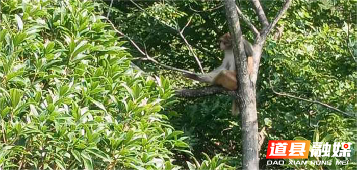 湖南道县月岩国家森林公园藏酋猴下山“赴节”1_副本.png 湖南道县月岩国家森林公园藏酋猴下山“赴节”1_副本.png
