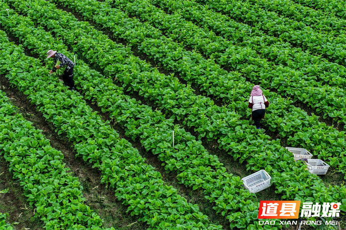 道县：蔬菜采收忙（组图）8_副本.jpg