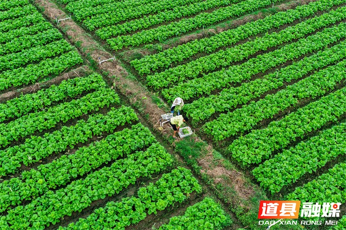 道县：蔬菜采收忙（组图）1_副本.jpg