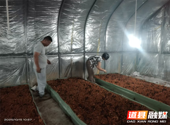 道县东门街道：鸡枞菌四季丰产 铺就乡村致富路2_副本.png