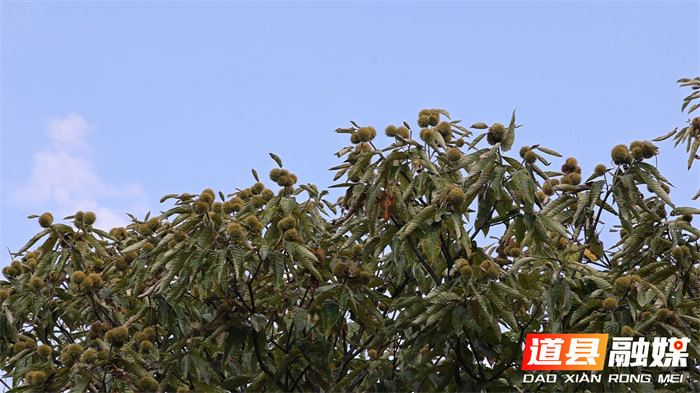 道县：金秋栗香飘瑶山 特色产业促振兴1_副本.jpg