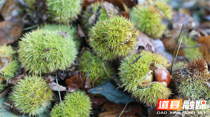 道县：金秋栗香飘瑶山 特色产业促振兴3_副本.png