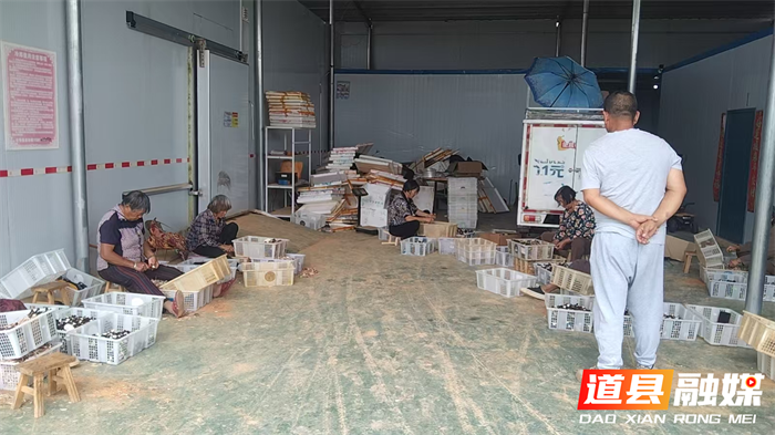 道县东门街道：鸡枞菌四季丰产 铺就乡村致富路1_副本.png