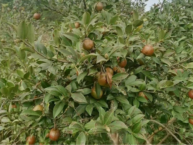 道县油茶产业呈现强势发展后劲
