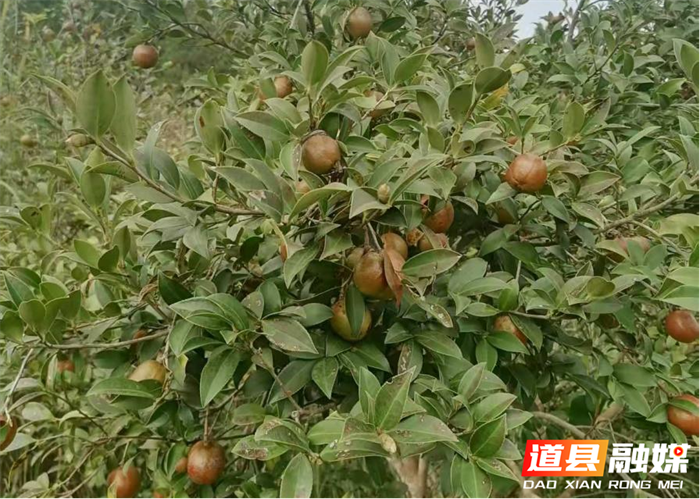 道县油茶产业呈现强势发展后劲1_副本1.png