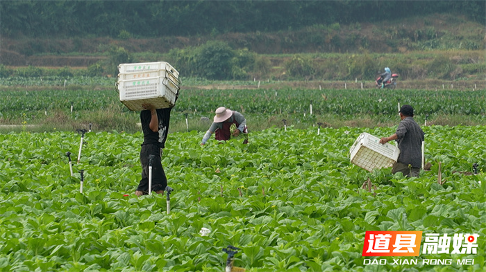 道县：“稻蔬轮作”高效接茬 首批秋冬播蔬菜供粤港澳3_副本.jpg